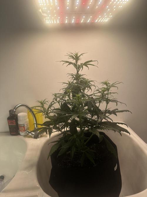 GORILLA Z 100WLed. Week 5