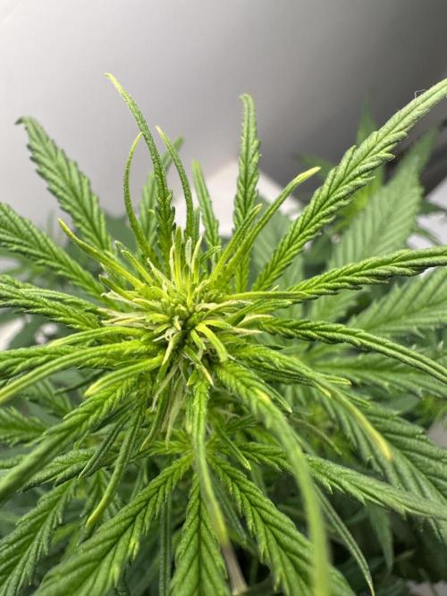 GORILLA Z 100WLed. Week 5