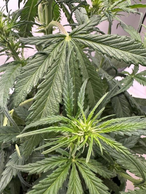 GORILLA Z 100WLed. Week 5