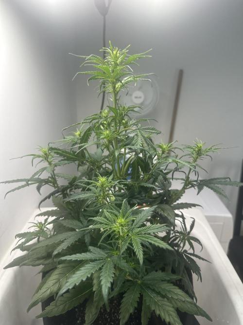 GORILLA Z 100WLed. Week 5