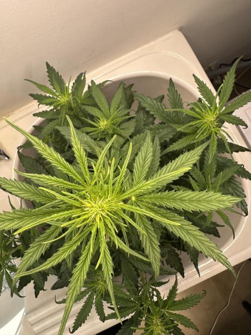 GORILLA Z 100WLed. Week 5