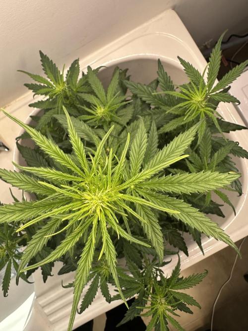 GORILLA Z 100WLed. Week 5