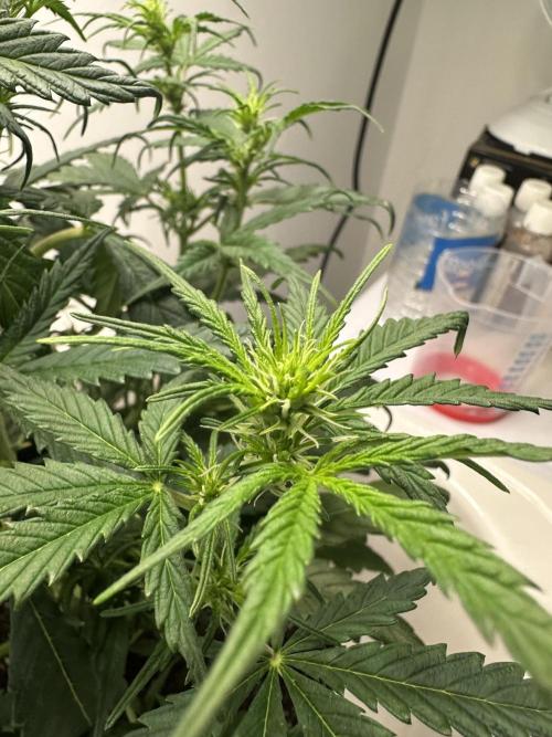 GORILLA Z 100WLed. Week 5