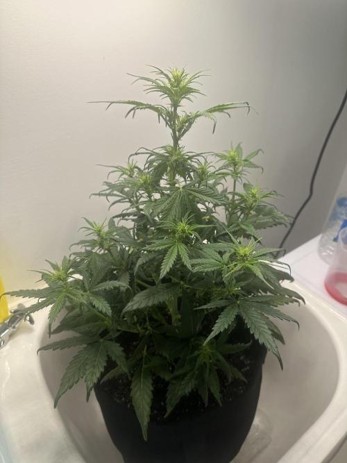 GORILLA Z 100WLed. Week 5