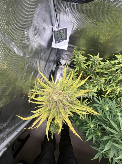 GORILLA ZKITTLEZ AUTO FAST BUDS. Week 11