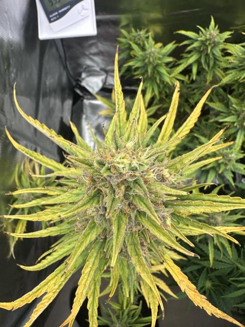 GORILLA ZKITTLEZ AUTO FAST BUDS. Week 11