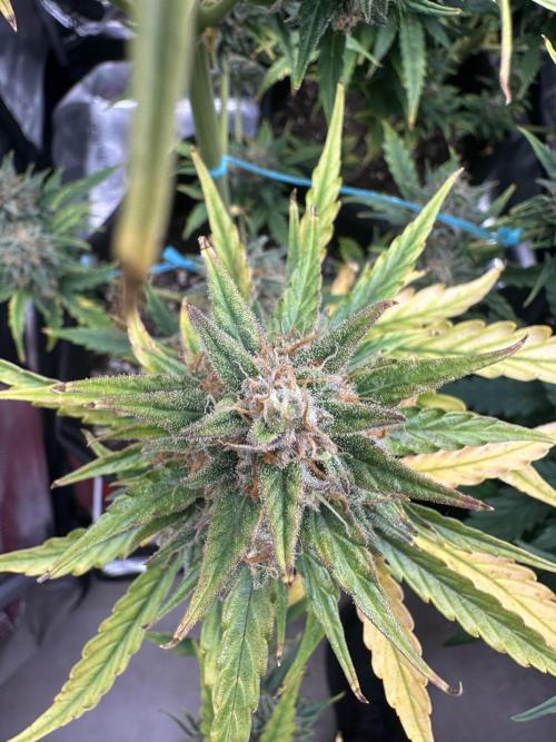 GORILLA ZKITTLEZ AUTO FAST BUDS. Week 11