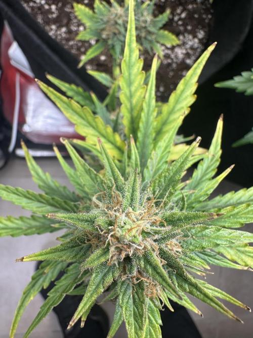 GORILLA ZKITTLEZ AUTO FAST BUDS. Week 11