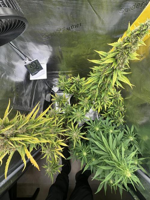 GORILLA ZKITTLEZ AUTO FAST BUDS. Week 11