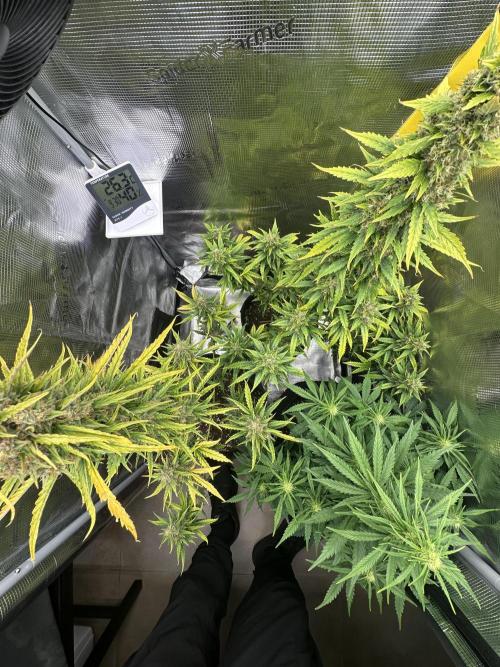 GORILLA ZKITTLEZ AUTO FAST BUDS. Week 11