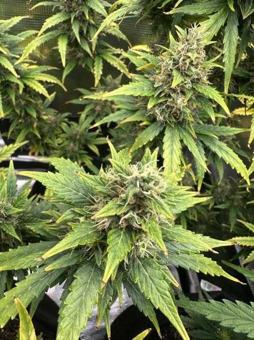 GORILLA ZKITTLEZ AUTO FAST BUDS. Week 11