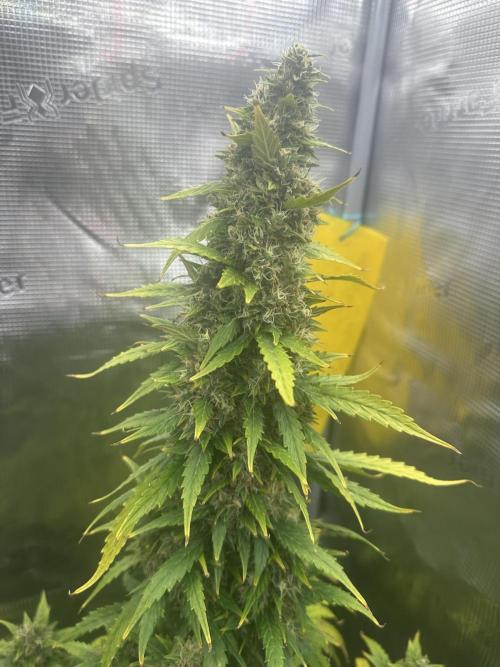 GORILLA ZKITTLEZ AUTO FAST BUDS. Week 11