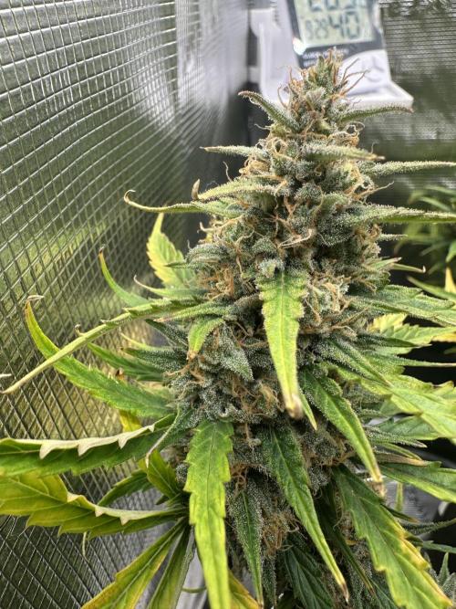 GORILLA ZKITTLEZ AUTO FAST BUDS. Week 11