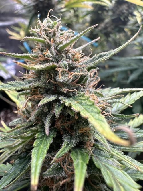 GORILLA ZKITTLEZ AUTO FAST BUDS. Week 11