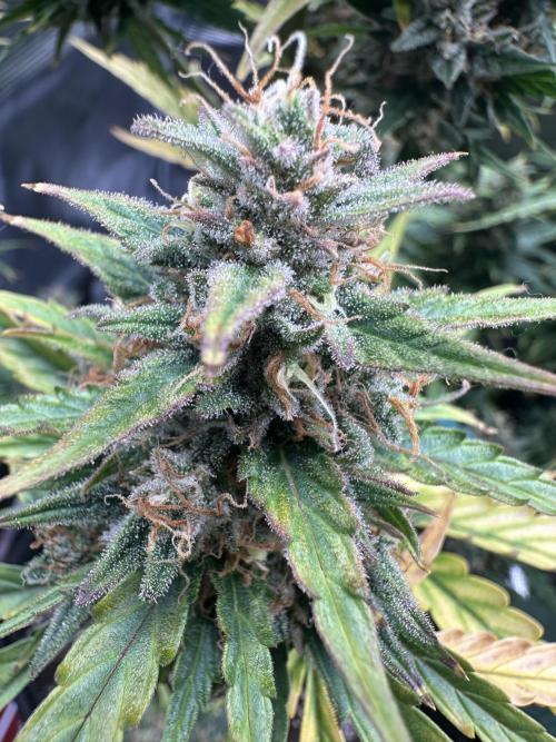 GORILLA ZKITTLEZ AUTO FAST BUDS. Week 11