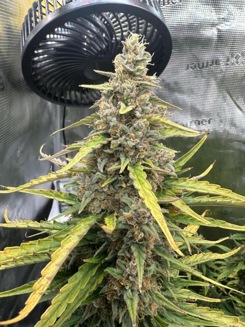 GORILLA ZKITTLEZ AUTO FAST BUDS. Week 11