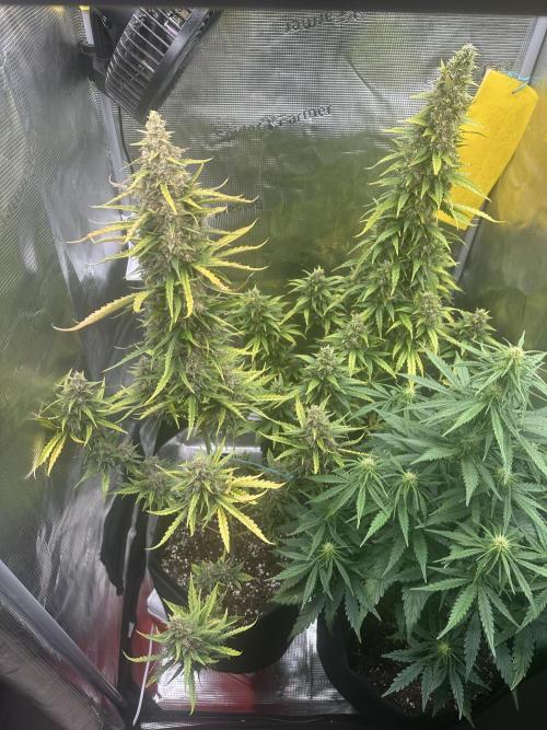 GORILLA ZKITTLEZ AUTO FAST BUDS. Week 11