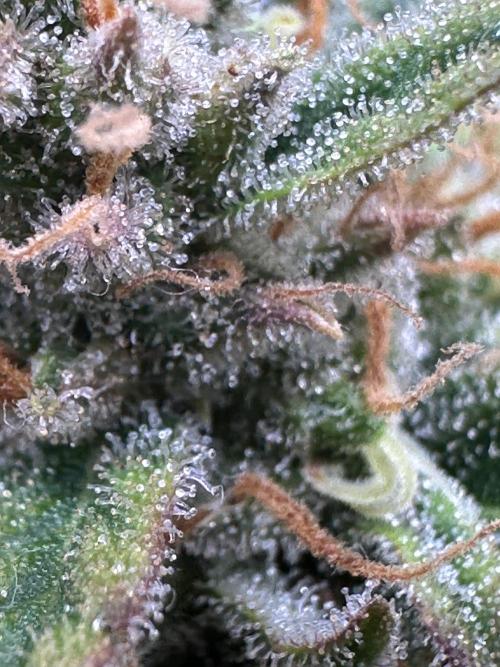 GORILLA ZKITTLEZ AUTO FAST BUDS. Week 11