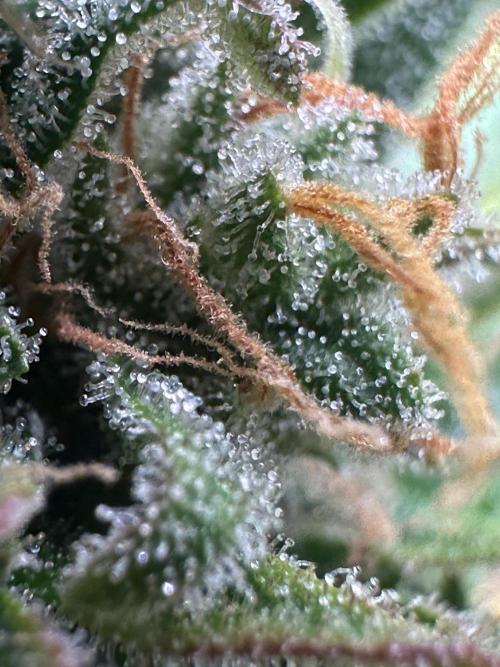 GORILLA ZKITTLEZ AUTO FAST BUDS. Week 11