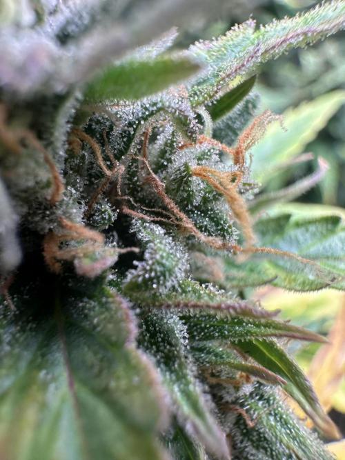 GORILLA ZKITTLEZ AUTO FAST BUDS. Week 11