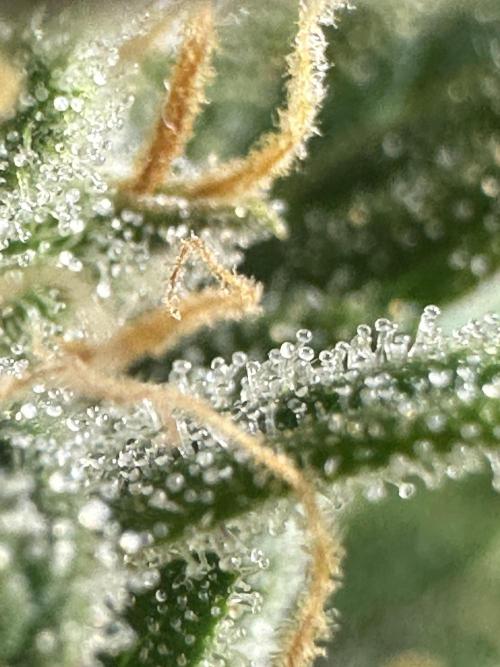 GORILLA ZKITTLEZ AUTO FAST BUDS. Week 11