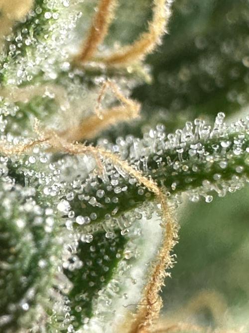 GORILLA ZKITTLEZ AUTO FAST BUDS. Week 11