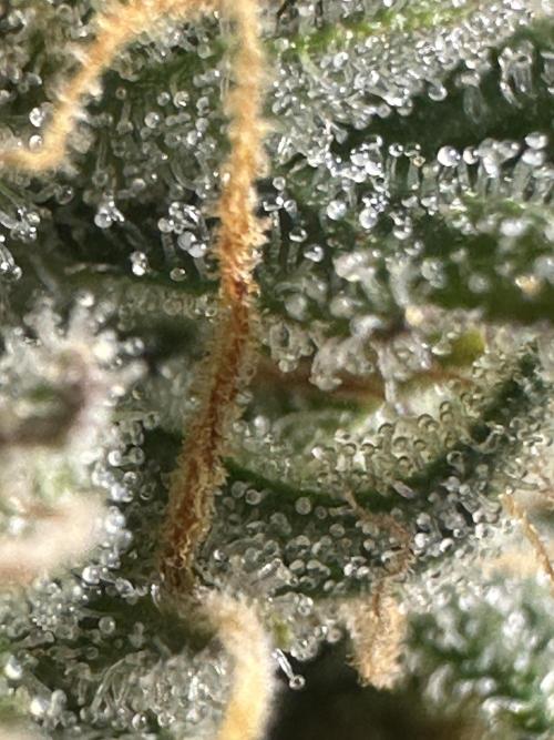 GORILLA ZKITTLEZ AUTO FAST BUDS. Week 11