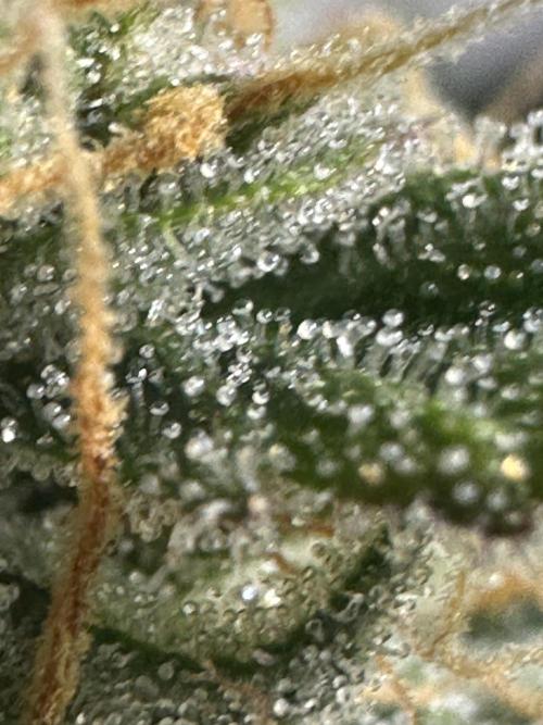 GORILLA ZKITTLEZ AUTO FAST BUDS. Week 11