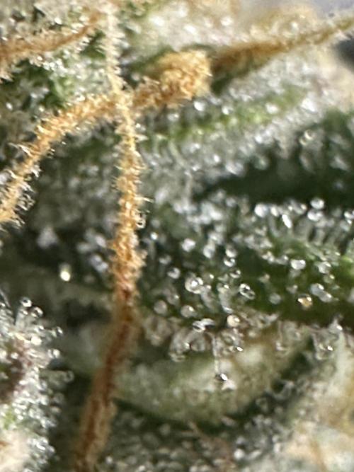 GORILLA ZKITTLEZ AUTO FAST BUDS. Week 11