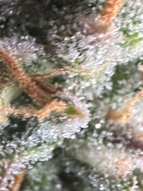 GORILLA ZKITTLEZ AUTO FAST BUDS. Week 11