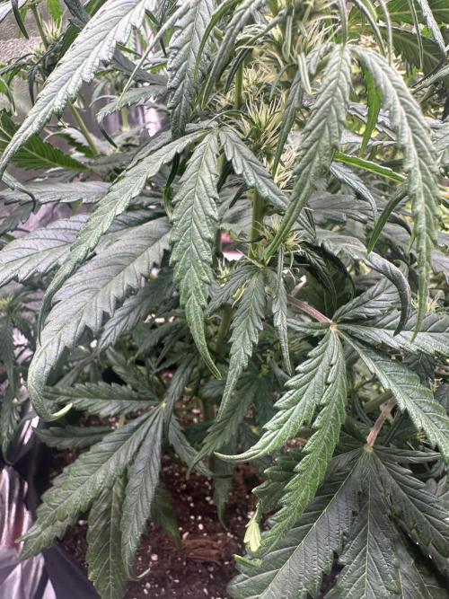 GORILLA Z 100WLed. Week 6