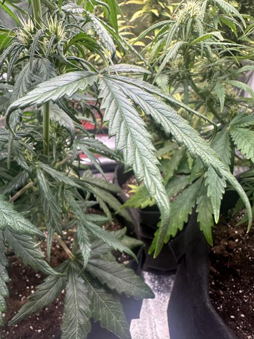 GORILLA Z 100WLed. Week 6