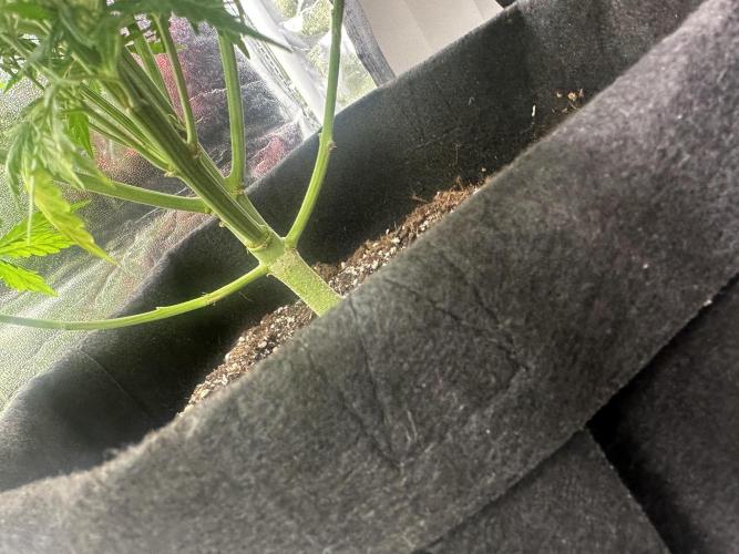 GORILLA Z 100WLed. Week 6