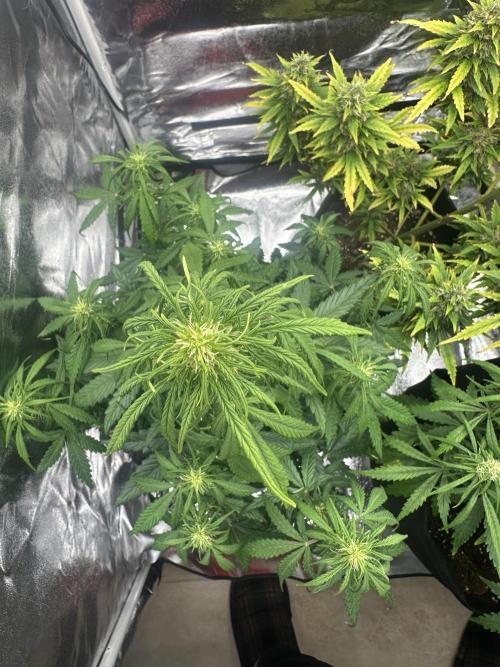 GORILLA Z 100WLed. Week 6