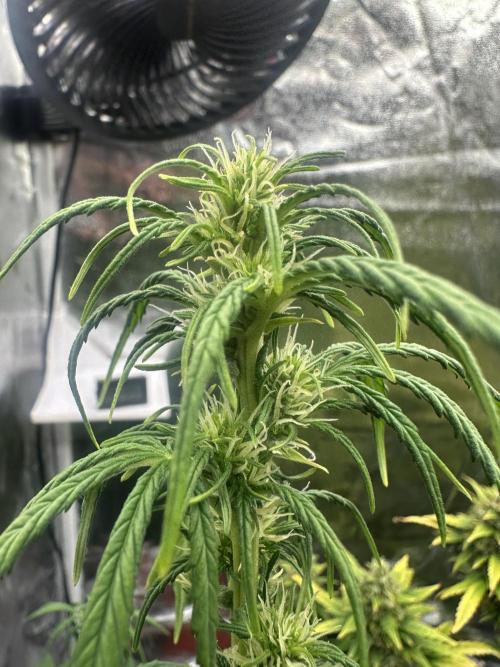 GORILLA Z 100WLed. Week 6