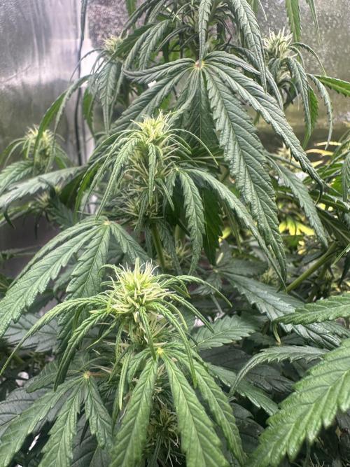 GORILLA Z 100WLed. Week 6