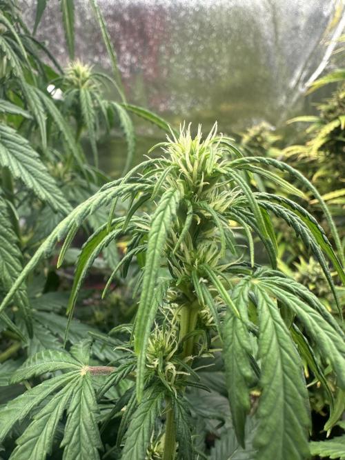 GORILLA Z 100WLed. Week 6