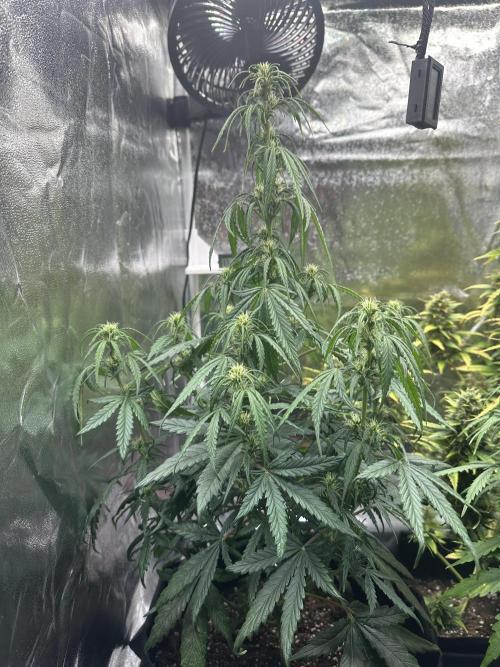 GORILLA Z 100WLed. Week 6