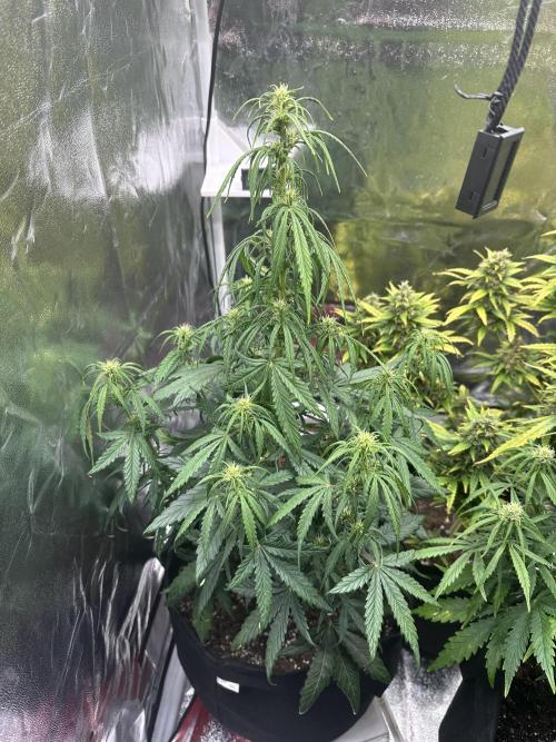 GORILLA Z 100WLed. Week 6