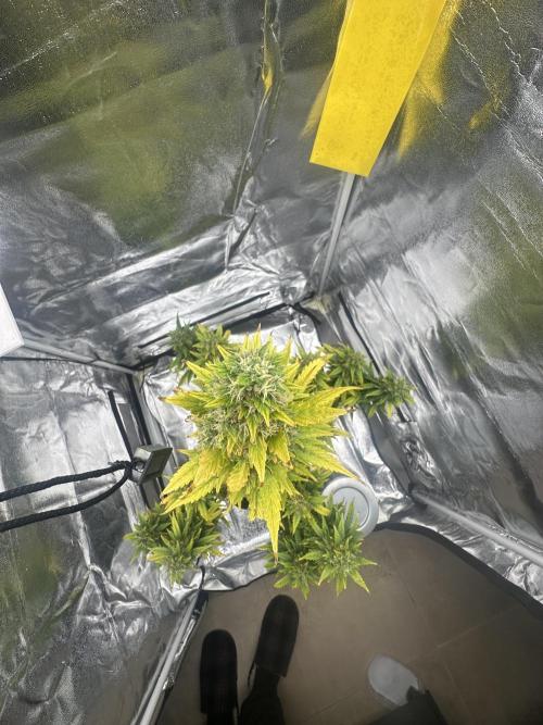 GORILLA ZKITTLEZ AUTO Tiana e Marcela. Week 12