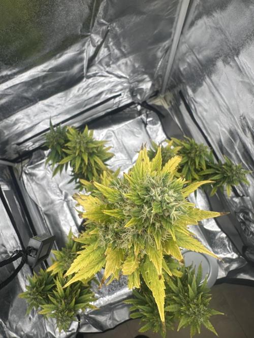 GORILLA ZKITTLEZ AUTO Tiana e Marcela. Week 12