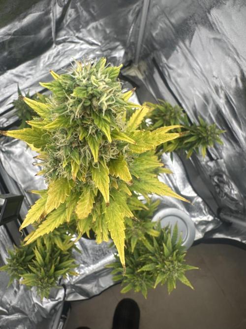 GORILLA ZKITTLEZ AUTO Tiana e Marcela. Week 12