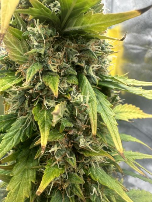 GORILLA ZKITTLEZ AUTO Tiana e Marcela. Week 12