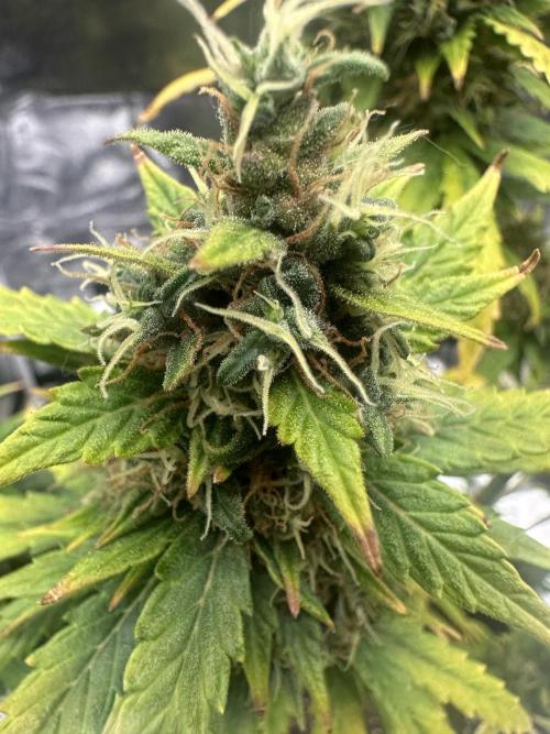 GORILLA ZKITTLEZ AUTO Tiana e Marcela. Week 12