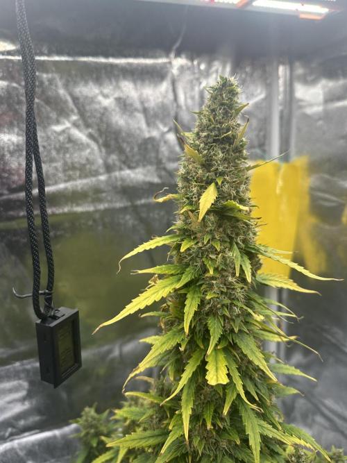 GORILLA ZKITTLEZ AUTO Tiana e Marcela. Week 12