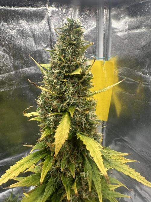 GORILLA ZKITTLEZ AUTO Tiana e Marcela. Week 12