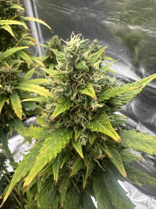 GORILLA ZKITTLEZ AUTO Tiana e Marcela. Week 12