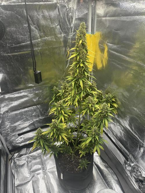 GORILLA ZKITTLEZ AUTO Tiana e Marcela. Week 12