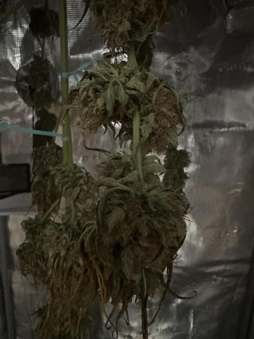 GORILLA ZKITTLEZ AUTO Tiana e Marcela. Week 12