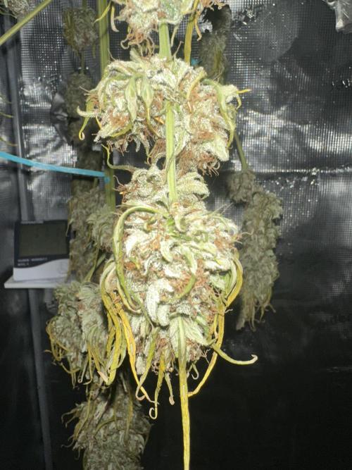 GORILLA ZKITTLEZ AUTO Tiana e Marcela. Week 12